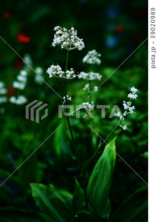 ヤブミョウガの開花 39020989