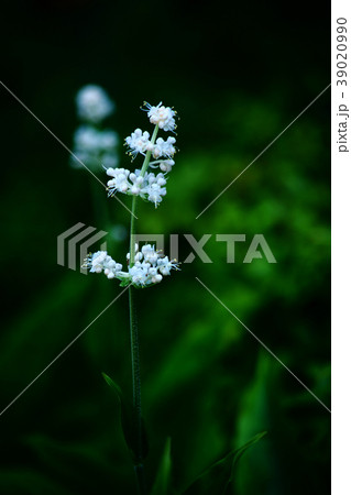 ヤブミョウガの開花 39020990