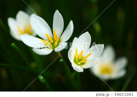 ゼフィランサスの花の写真素材