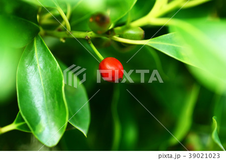 モチノキ　赤く色づく実 39021023