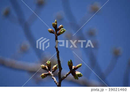 春 つぼみ 春 つぼみ 39021460