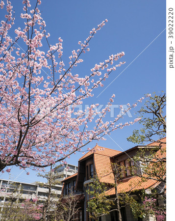 名古屋・東区・都市風景・街並み保存地区 文化のみち二葉館 川上貞奴邸と大寒桜 名古屋・東区・都市風景・街並み保存地区 文化のみち二葉館 川上貞奴邸と大寒桜 39022220