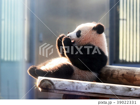 上野動物園のジャイアントパンダの赤ちゃん香香の写真素材