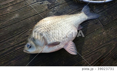 ヘラブナ 39023731