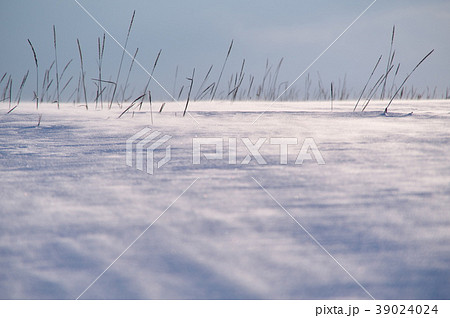 地吹雪 地吹雪 39024024