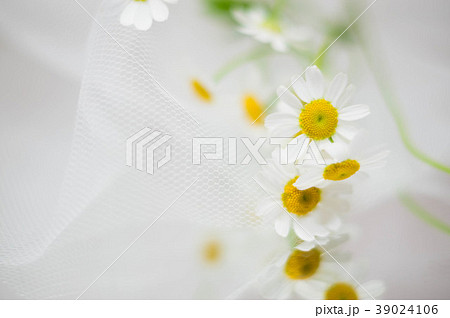 レースとマトリカリア 39024106