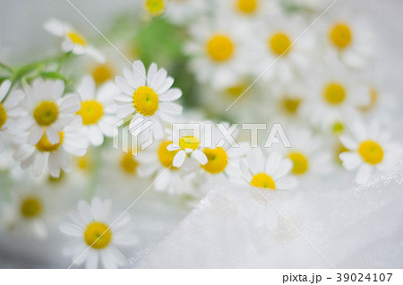 レースとマトリカリア 39024107