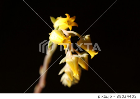 プレリンゼの花 39024405