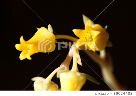 プレリンゼの花 プレリンゼの花 39024408