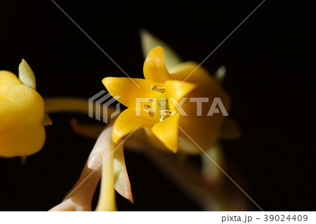 プレリンゼの花 39024409