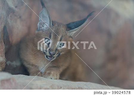 カラカル赤ちゃんの写真素材