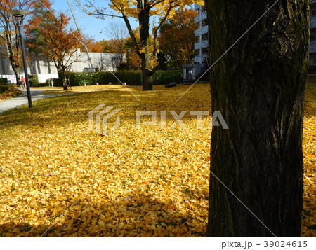 UR多摩平の森の落ち葉のじゅうたん 39024615