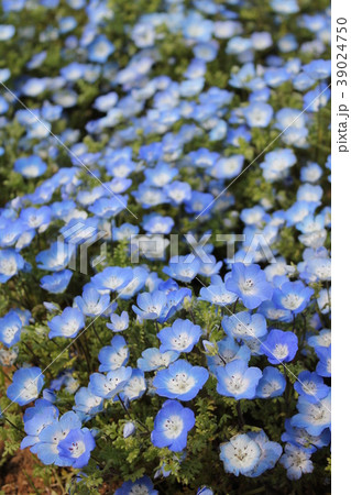 ネモフィラ ネモフィラ 39024750