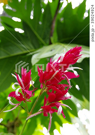 メガスケパスマ・エリトロクラミス 39024924