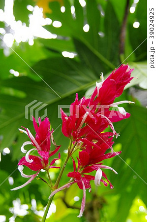 メガスケパスマ・エリトロクラミス メガスケパスマ・エリトロクラミス 39024925