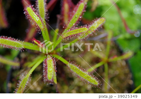 モウセンゴケ 39025349