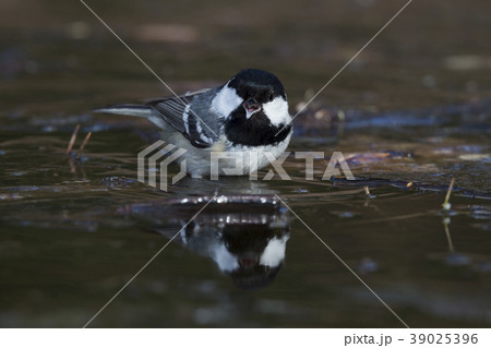 Coal tit (Periparus ater) Coal tit (Periparus ater) 39025396