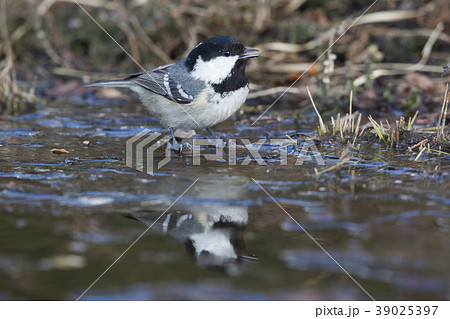 Coal tit (Periparus ater) 39025397