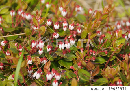 国見温泉の植物 国見温泉の植物 39025951