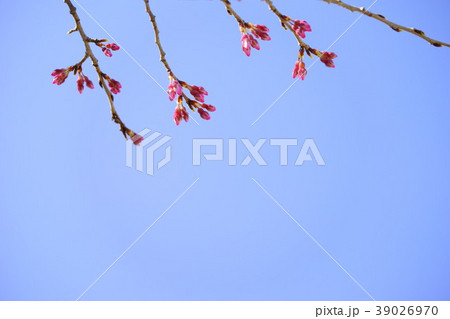 桜の膨らみ1 桜の膨らみ1 39026970