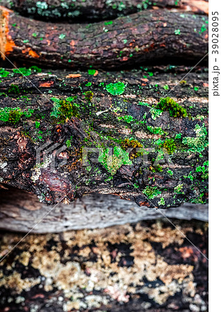 old pile with moss and firewood old pile with moss and firewood 39028095
