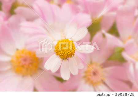 マトリカリア 39028729