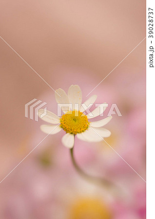 マトリカリア マトリカリア 39028737