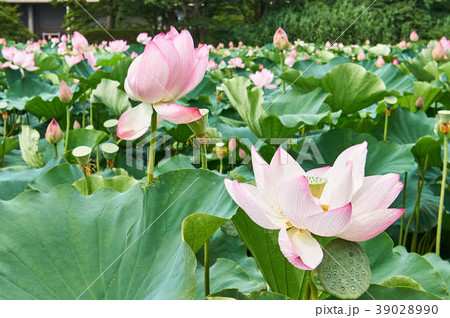 秋田 千秋公園 お堀の蓮の花の写真素材