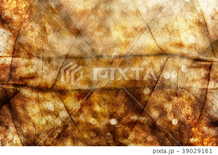 Golden Summer Abstract Background 39029161