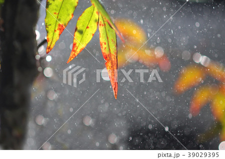 ある雨の日の情景 の写真素材