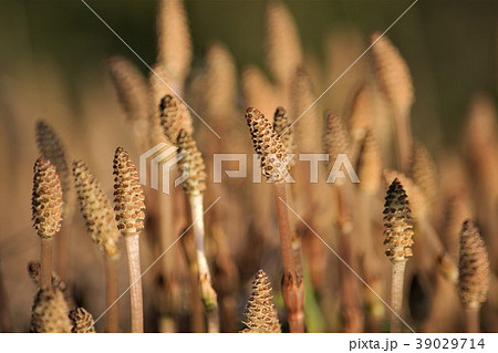 春の訪れ 39029714