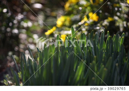 春の光の中で Ⅴの写真素材 [39029765] - PIXTA