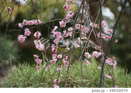 梅とメジロ　兵庫県　高砂市　曽根天満宮 39030070