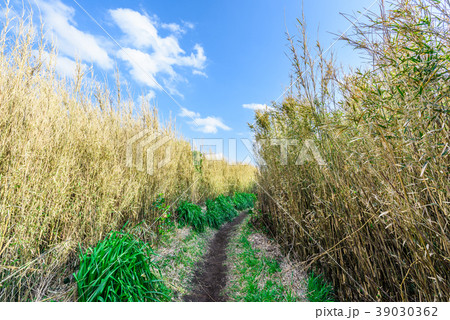 茂みの中の道 茂みの中の道 39030362