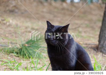 黒猫 黒猫 39030926