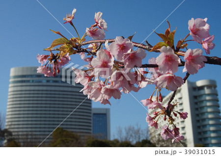 2018桜 in  神戸ポートアイランド 39031015