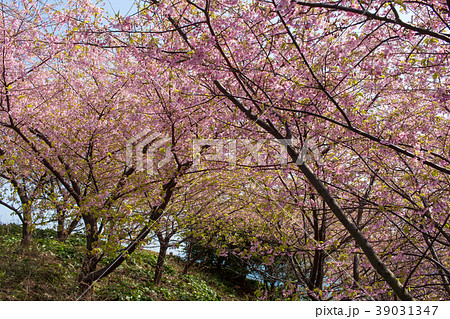 大角海浜公園 河津桜 大角海浜公園 河津桜 39031347