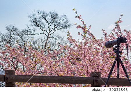 河津桜を撮る 河津桜を撮る 39031348
