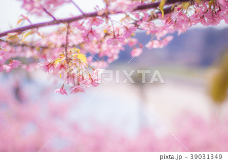 春 河津桜 春 河津桜 39031349
