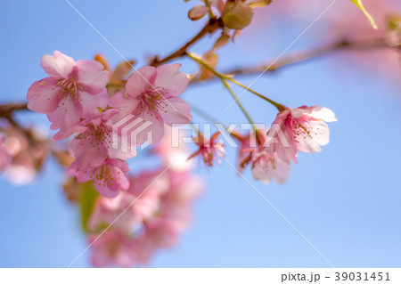 河津桜　満開 39031451