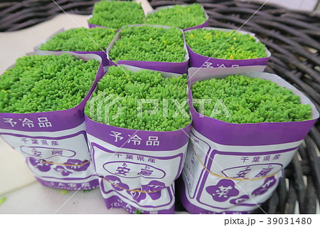 菜の花 菜の花 39031480