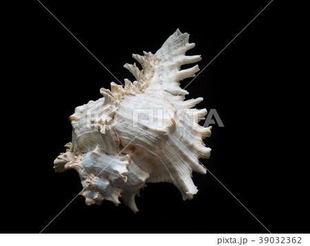 Closeup seashell on black 39032362