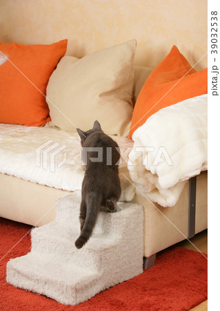 Senior cat on a cat staircase 39032538