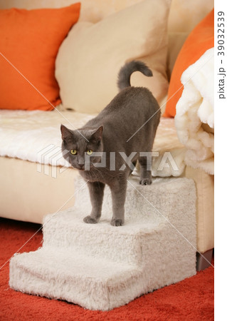 Senior cat on a cat staircase 39032539