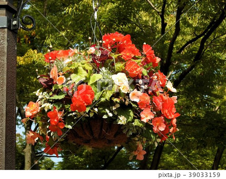 吊り花籠/日比谷公園 吊り花籠/日比谷公園 39033159