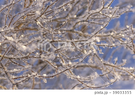 Naked branches covered with frost with snow 39033355