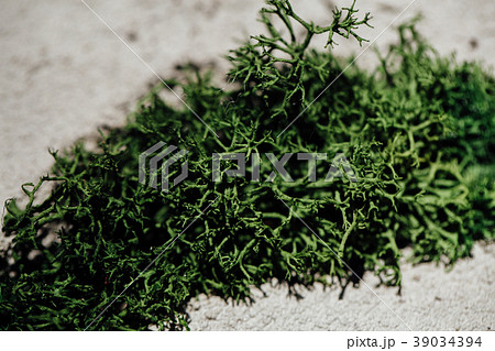 Green moss in the crack of the concrete wall. Loft Green moss in the crack of the concrete wall. Loft 39034394