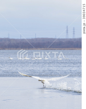 白鳥の飛び立ち 白鳥の飛び立ち 39034715
