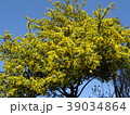 満開のミモザの大木と青空 39034864