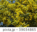 満開のミモザの花 39034865